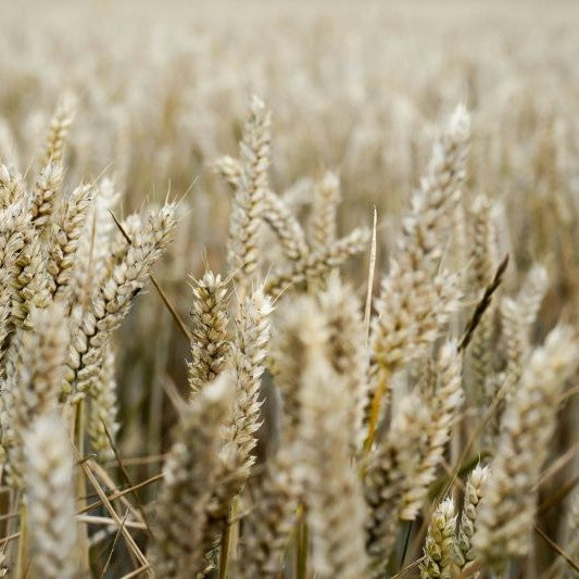 Is There Gluten in Oatmeal? Here’s What You Need to Know