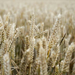 Is There Gluten in Oatmeal? Here’s What You Need to Know